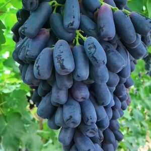 Grapes (Black Seedless) - 1kg